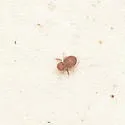 Sphaeridia pumilis - photo 2