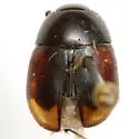 Sphaeridium bipustulatum