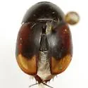 Sphaeridium bipustulatum - photo 2