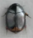 Sphaeridium bipustulatum - photo 4