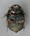 Sphaeridium bipustulatum - photo 5