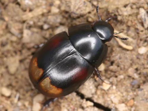 Sphaeridium lunatum