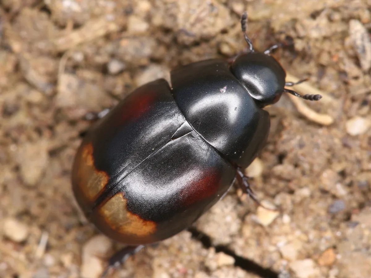 Sphaeridium lunatum - photo 3