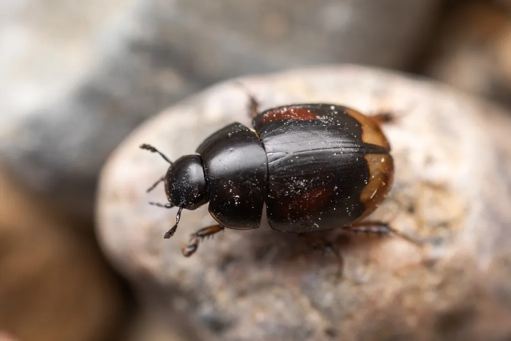 Sphaeridium scarabaeoides - photo 2