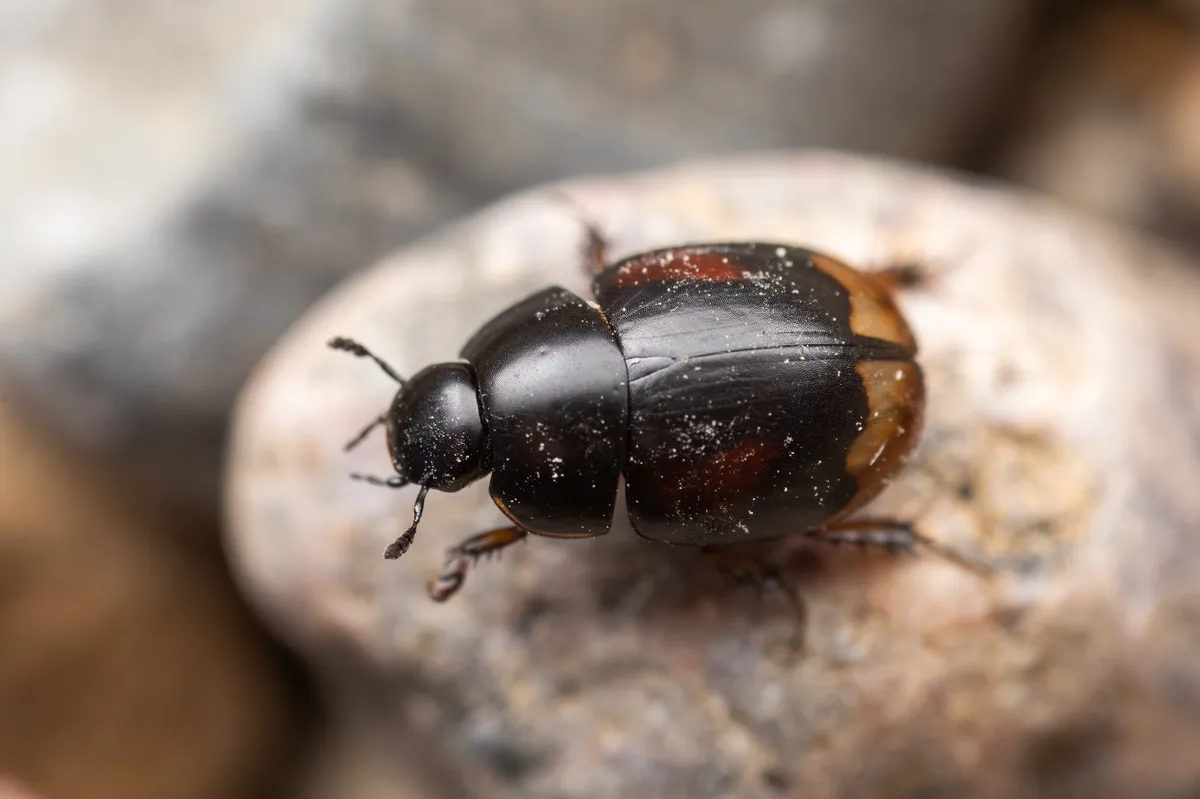 Sphaeridium scarabaeoides - photo 3