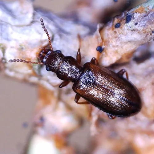 Sphaeriestes castaneus