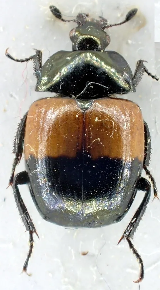 Sphaerites dimidiatus - photo 2