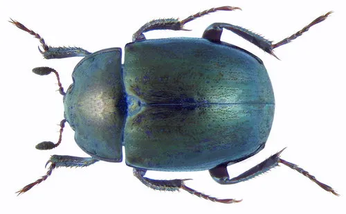 False Clown Beetle