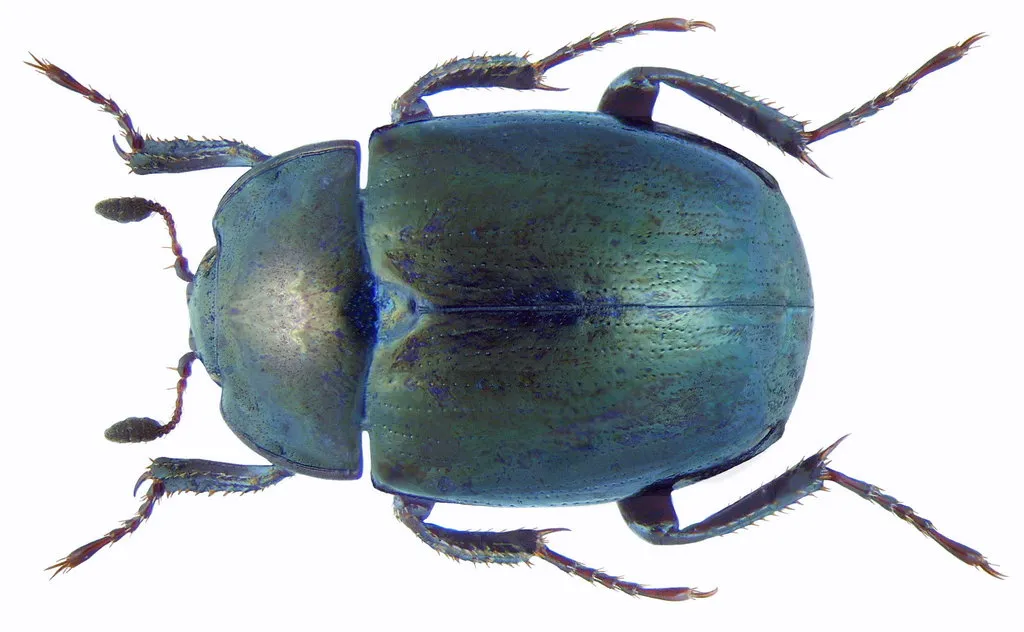 False Clown Beetle - photo 2