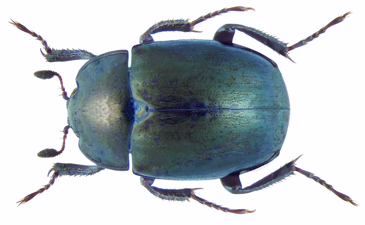 False Clown Beetle - photo 3