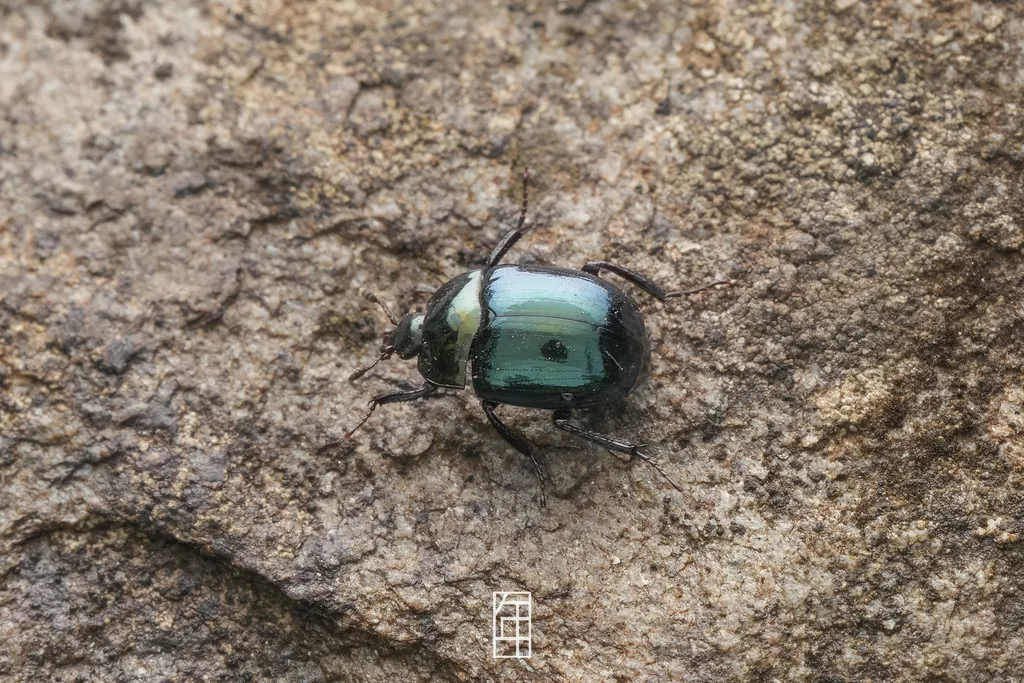 Sphaerites nitidus - photo 2