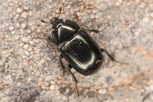 Sphaerites politus