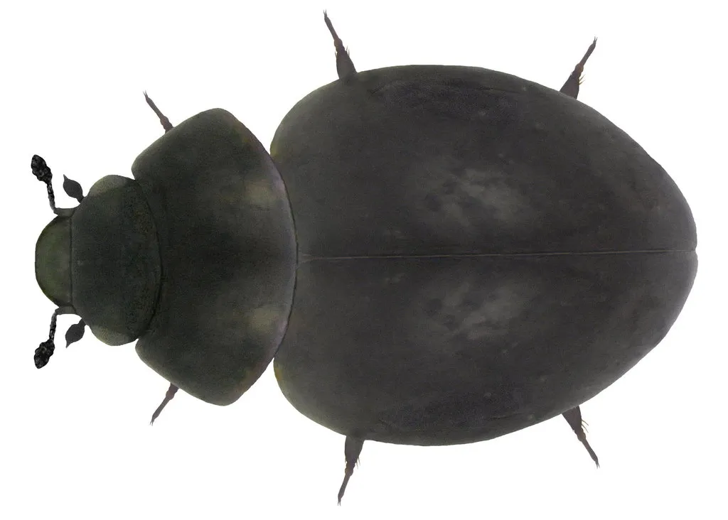 Sphaerius acaroides - photo 2