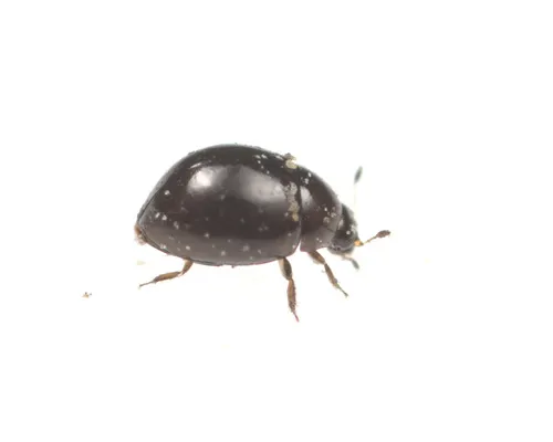 Minute Bog Beetles - photo 2