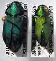 Sphaerobothris platti - photo 2