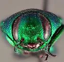 Sphaerobothris ulkei - photo 2