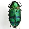 Sphaerobothris ulkei - photo 3