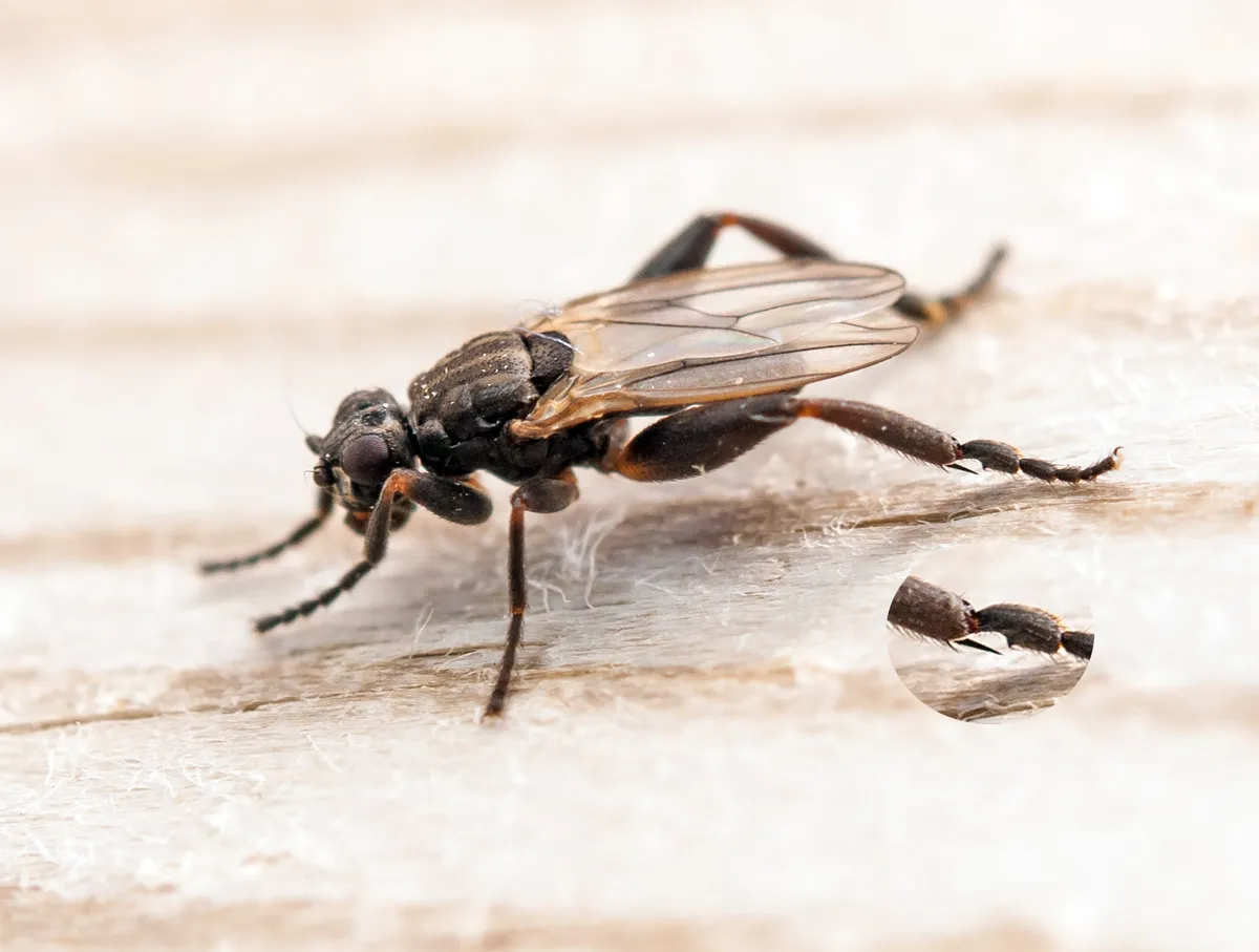 Sphaerocera curvipes - photo 3