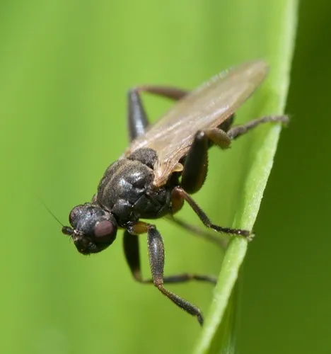 Lesser Dung Flies - photo 2