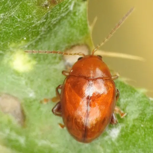 Sphaeroderma testaceum - Sphaeroderma testaceum