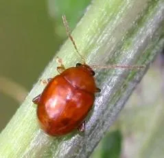 Sphaeroderma testaceum - photo 2