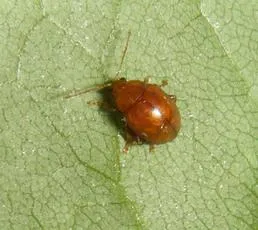 Sphaeroderma testaceum - photo 3