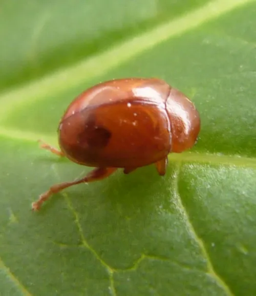 Sphaeroderma testaceum - photo 4