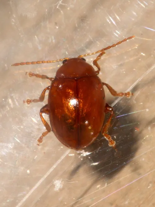 Sphaeroderma testaceum - photo 5
