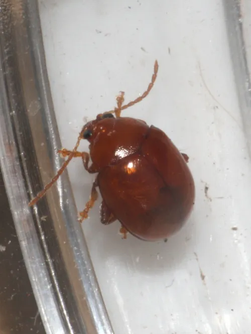 Sphaeroderma testaceum - photo 6