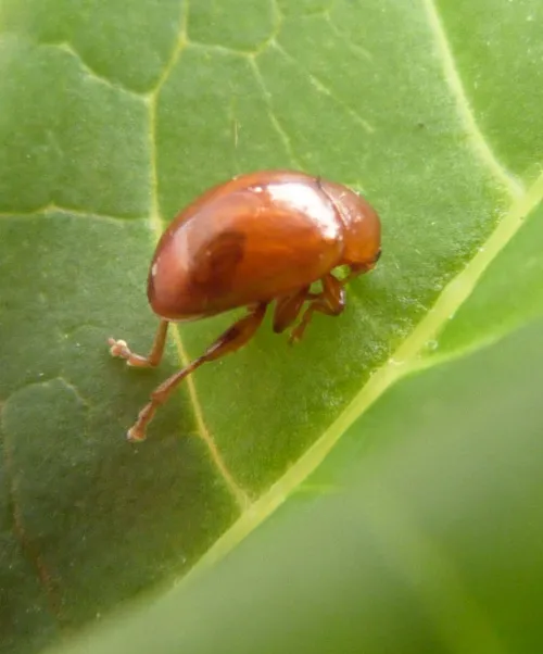 Sphaeroderma testaceum - photo 7