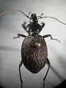 Sphaeroderus bicarinatus