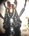 Sphaeroderus bicarinatus - photo 3