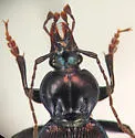 Sphaeroderus canadensis - photo 2