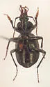 Sphaeroderus canadensis - photo 3