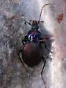 Sphaeroderus canadensis - photo 4