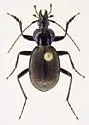 Sphaeroderus canadensis - photo 5