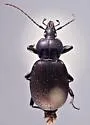 Sphaeroderus indianae - photo 2