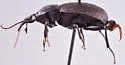Sphaeroderus indianae - photo 3
