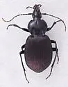 Sphaeroderus indianae - photo 4