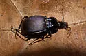 Sphaeroderus indianae - photo 5