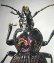 Sphaeroderus nitidicollis
