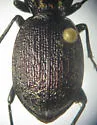 Sphaeroderus nitidicollis - photo 2