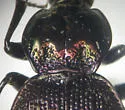 Sphaeroderus nitidicollis - photo 3