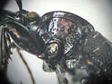 Sphaeroderus nitidicollis - photo 4