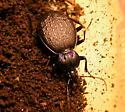 Sphaeroderus schaumii - photo 2