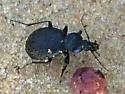 Sphaeroderus schaumii - photo 3