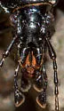 Sphaeroderus schaumii - photo 4
