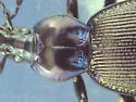 Sphaeroderus stenostomus - photo 2