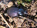 Sphaeroderus stenostomus - photo 4