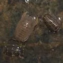 Sphaeroma papillae